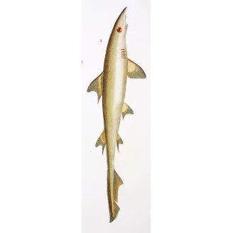 Antique Marine Engraving – Pierre Antoine Prêtre – Hammerhead Shark and Smoothhound