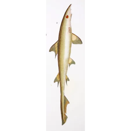 Antique Marine Engraving – Pierre Antoine Prêtre – Hammerhead Shark and Smoothhound