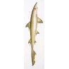 Hammerhead Shark and Smoothhound (Sphyrna zygaena, Mustelus mustelus)   Original hand-colored Antique Print  Prêtre