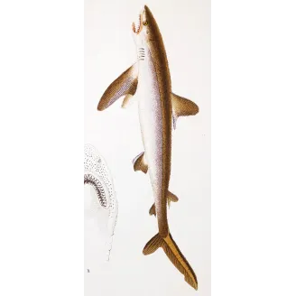 Antique Marine Engraving – Pierre Antoine Prêtre – Small-Spotted Catshark