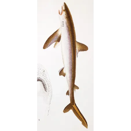 Antique Marine Engraving – Pierre Antoine Prêtre – Small-Spotted Catshark