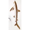 Small-Spotted Catshark (Galeus melastomus)  Original hand-colored engraving by Pierre Antoine Prêtre, Antique Print