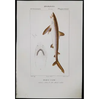 Antique Marine Engraving – Pierre Antoine Prêtre – Small-Spotted Catshark