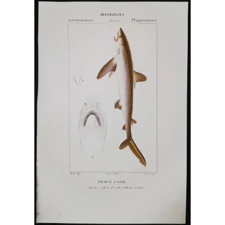Antique Marine Engraving – Pierre Antoine Prêtre – Small-Spotted Catshark