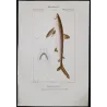Small-Spotted Catshark (Galeus melastomus)  Original hand-colored engraving by Pierre Antoine Prêtre, Antique Print