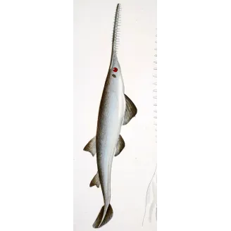 Antique Marine Engraving – Pierre Antoine Prêtre – Sawfish