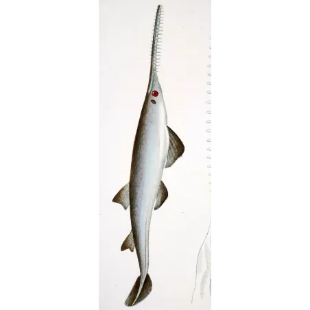 Antique Marine Engraving – Pierre Antoine Prêtre – Sawfish