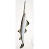 Sawfish (Pristis pristis)  Original hand-colored Antique Print by Pierre Antoine Prêtre
