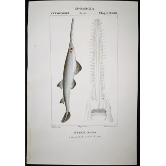 Antique Marine Engraving – Pierre Antoine Prêtre – Sawfish