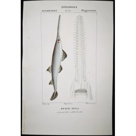 Antique Marine Engraving – Pierre Antoine Prêtre – Sawfish
