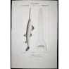 Sawfish (Pristis pristis)  Original hand-colored Antique Print by Pierre Antoine Prêtre