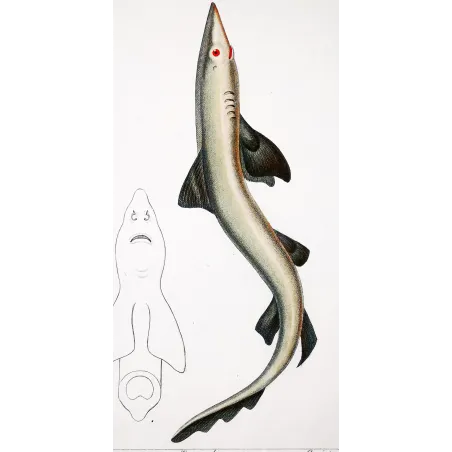 Antique Marine Engraving – Pierre Antoine Prêtre – Tope Shark