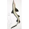 Tope Shark (Galeus galeus)  Original hand-colored engraving by Pierre Antoine Prêtre, Antique Print