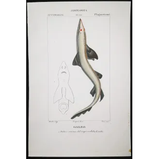 Antique Marine Engraving – Pierre Antoine Prêtre – Tope Shark