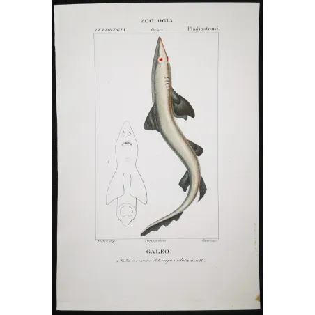 Antique Marine Engraving – Pierre Antoine Prêtre – Tope Shark