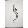 Tope Shark (Galeus galeus)  Original hand-colored engraving by Pierre Antoine Prêtre, Antique Print