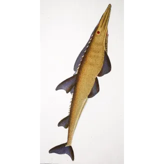 Antique Marine Engraving – Pierre Antoine Prêtre – Smooth Guitarfish