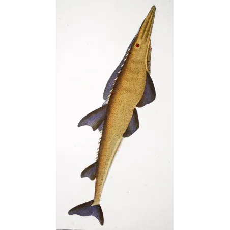 Antique Marine Engraving – Pierre Antoine Prêtre – Smooth Guitarfish