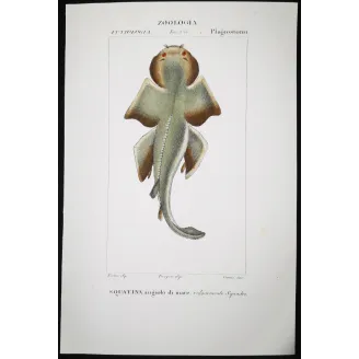 Antique Marine Engraving – Pierre Antoine Prêtre – Angelshark