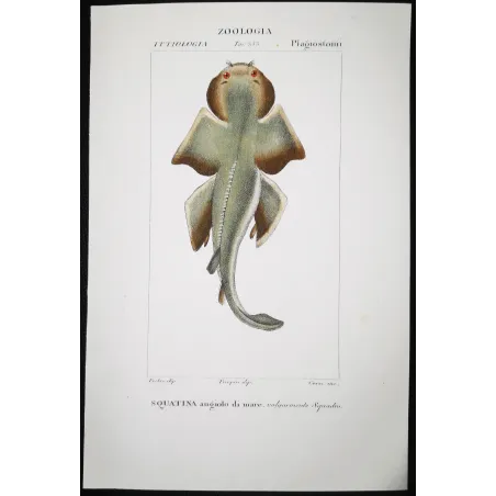 Antique Marine Engraving – Pierre Antoine Prêtre – Angelshark