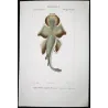 Angelshark (Squatina squatina)  Original hand-colored engraving by Pierre Antoine Prêtre, Antique Print