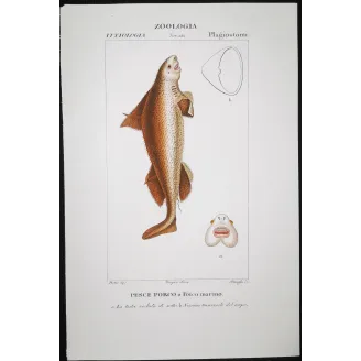 Antique Marine Engraving – Pierre Antoine Prêtre – Angular Roughshark