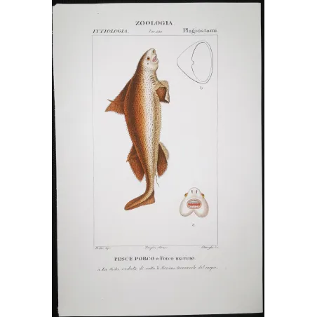 Antique Marine Engraving – Pierre Antoine Prêtre – Angular Roughshark