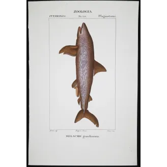 Antique Marine Engraving – Pierre Antoine Prêtre – Basking Shark