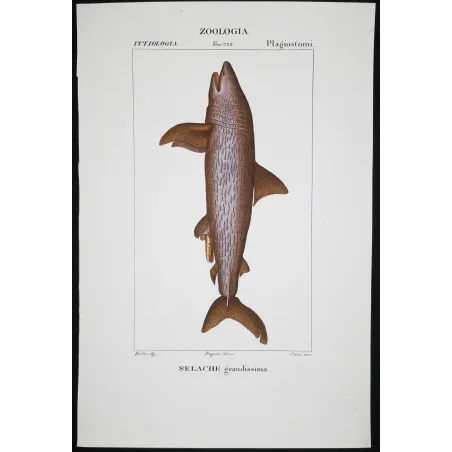 Antique Marine Engraving – Pierre Antoine Prêtre – Basking Shark