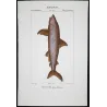 Basking Shark (Cetorhinus maximus)  Original hand-colored Antique Print by Pierre Antoine Prêtre