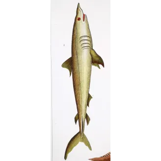 Antique Marine Engraving – Pierre Antoine Prêtre – Porbeagle Shark and Spiny Dogfish