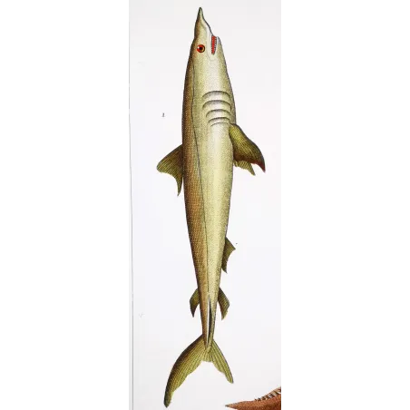 Antique Marine Engraving – Pierre Antoine Prêtre – Porbeagle Shark and Spiny Dogfish