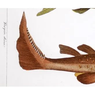 Antique Marine Engraving – Pierre Antoine Prêtre – Porbeagle Shark and Spiny Dogfish