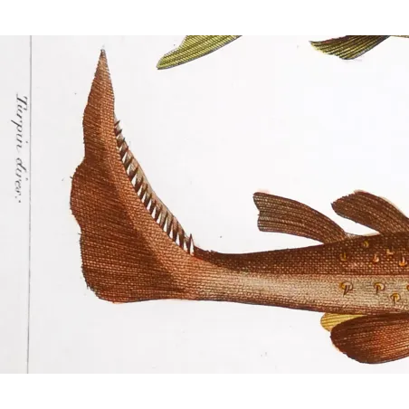 Antique Marine Engraving – Pierre Antoine Prêtre – Porbeagle Shark and Spiny Dogfish