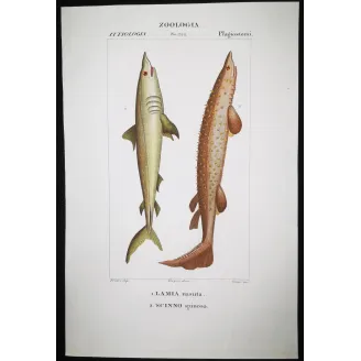 Antique Marine Engraving – Pierre Antoine Prêtre – Porbeagle Shark and Spiny Dogfish