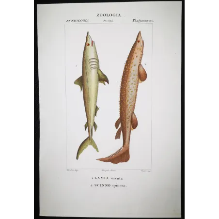 Antique Marine Engraving – Pierre Antoine Prêtre – Porbeagle Shark and Spiny Dogfish