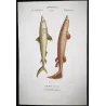 Porbeagle Shark and Spiny Dogfish (Lamna nasus, Acanthias vulgaris)  Original hand-colored Antique Print by Prêtre
