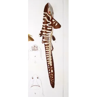 Antique Marine Engraving – Pierre Antoine Prêtre – Spiny Dogfish and Tiger Catshark