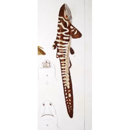 Antique Marine Engraving – Pierre Antoine Prêtre – Spiny Dogfish and Tiger Catshark
