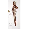 Spiny Dogfish and Tiger Catshark (Squalus acanthias, Scyliorhinus stellaris)  Original hand-colored Antique Print by Prêtre