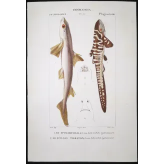 Antique Marine Engraving – Pierre Antoine Prêtre – Spiny Dogfish and Tiger Catshark