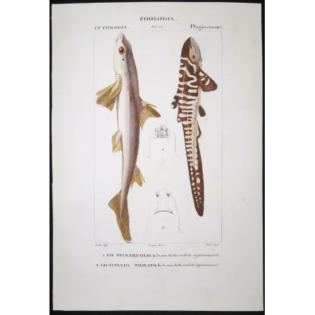 Antique Marine Engraving – Pierre Antoine Prêtre – Spiny Dogfish and Tiger Catshark