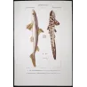 Spiny Dogfish and Tiger Catshark (Squalus acanthias, Scyliorhinus stellaris)  Original hand-colored Antique Print by Prêtre