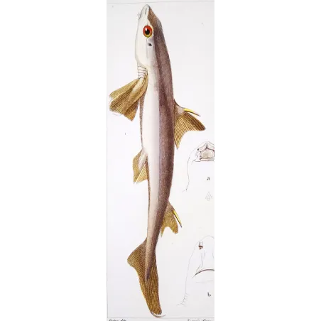 Antique Marine Engraving – Pierre Antoine Prêtre – Spiny Dogfish and Tiger Catshark