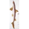 Spiny Dogfish and Tiger Catshark (Squalus acanthias, Scyliorhinus stellaris)  Original hand-colored Antique Print by Prêtre