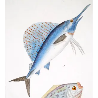 Antique Marine Engraving – Pierre Antoine Prêtre – Sailfish and Anna-Carolina Moonfish