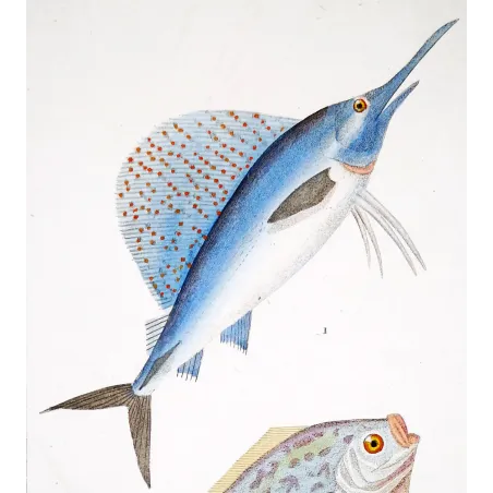 Antique Marine Engraving – Pierre Antoine Prêtre – Sailfish and Anna-Carolina Moonfish