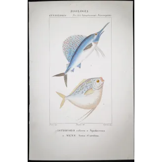 Antique Marine Engraving – Pierre Antoine Prêtre – Sailfish and Anna-Carolina Moonfish