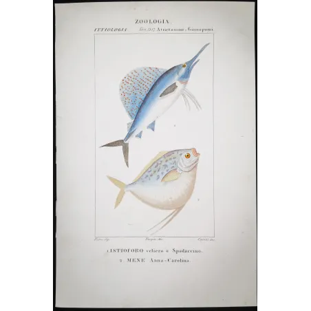 Antique Marine Engraving – Pierre Antoine Prêtre – Sailfish and Anna-Carolina Moonfish