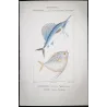 Sailfish and Anna-Carolina Moonfish (Istiophorus albicans, Mene maculata)  Original hand-colored Antique Print by Prêtre
